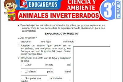 Ejercicios de Animales Invertebrados para Tercer Grado de Primaria