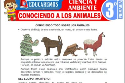 Ejercicios de Conociendo a los Animales para Tercer Grado de Primaria