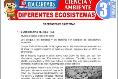Ejercicios de Diferentes Ecosistemas para Tercer Grado de Primaria