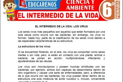 Ejercicios del Intermedio de la Vida para Sexto Grado de Primaria