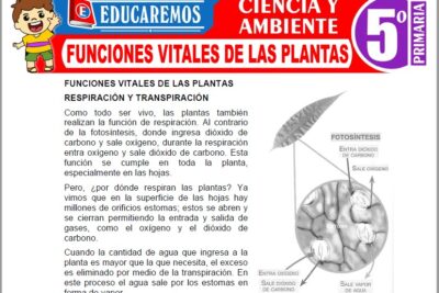 Ejercicios de Funciones Vitales de las Plantas para Quinto Grado de Primaria