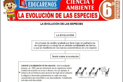 Ejercicios de La Evolución de las Especies para Sexto Grado de Primaria