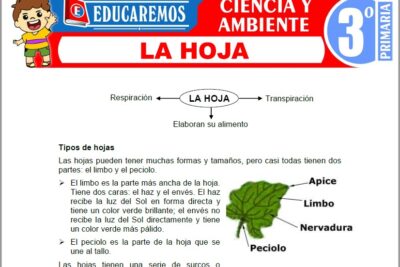 Ejercicios de La Hoja para Tercer Grado de Primaria