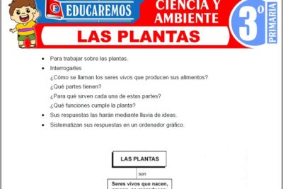 Ejercicios de Las Plantas para Tercer Grado de Primaria