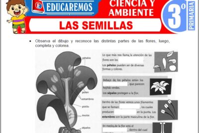 Ejercicios de Las Semillas para Tercer Grado de Primaria