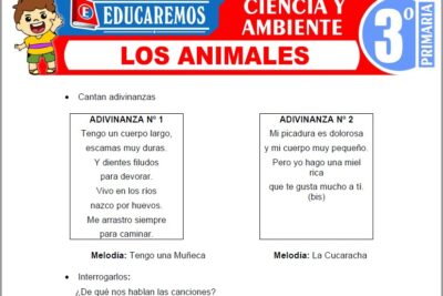 Ejercicios de Los Animales para Tercer Grado de Primaria