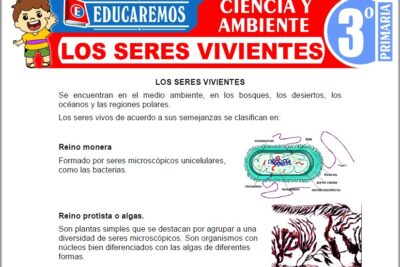 Ejercicios de Los Seres Vivientes para Tercer Grado de Primaria