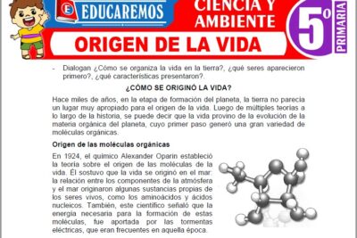Ejercicios de Origen de la Vida para Quinto Grado de Primaria