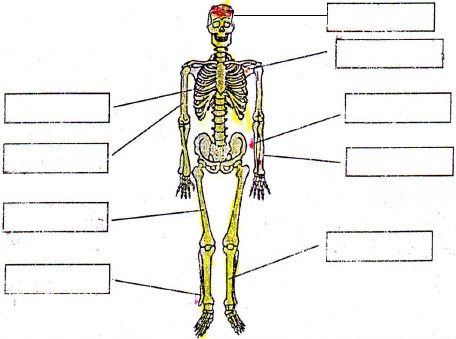 Ejercicios del Esqueleto Humano para Segundo Grado de Primaria