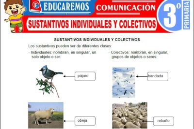 Ejercicios de Sustantivos Individuales y Colectivos para Tercer Grado de Primaria