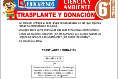 Ejercicios de Trasplante y Donación para Sexto Grado de Primaria